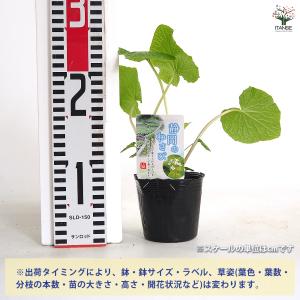 静岡のわさび 野菜の苗 3号/お買い得3個セッ...の詳細画像1