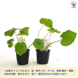 静岡のわさび 野菜の苗 3号/お買い得3個セッ...の詳細画像2