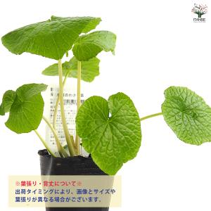 静岡のわさび 野菜の苗 3号/お買い得3個セッ...の詳細画像3