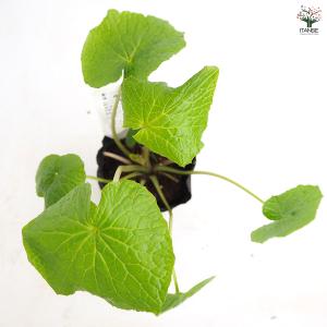 静岡のわさび 野菜の苗 3号/お買い得3個セッ...の詳細画像4