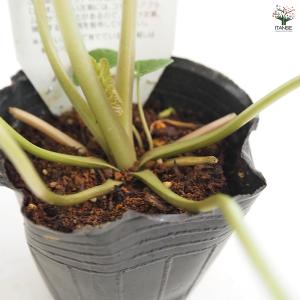 静岡のわさび 野菜の苗 3号/お買い得3個セッ...の詳細画像5