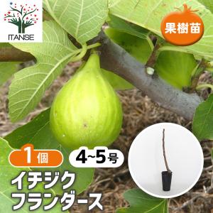 イチジク スイートカロン 4号ポット 苗木 : エスフルール - 通販