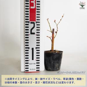 ブルーベリー ラヒ 果樹の苗 3〜3.5号/1...の詳細画像1
