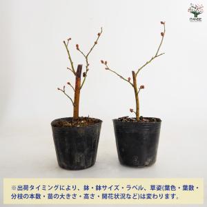 ブルーベリー ラヒ 果樹の苗 3〜3.5号/1...の詳細画像2