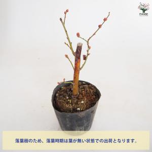 ブルーベリー ラヒ 果樹の苗 3〜3.5号/1...の詳細画像3