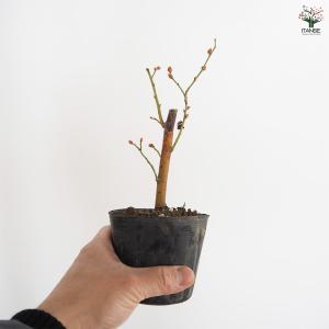ブルーベリー ラヒ 果樹の苗 3〜3.5号/1...の詳細画像5