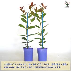 イエローストロベリーグァバ 果樹の苗 3号/お...の詳細画像2