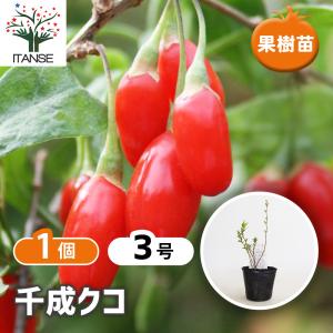 ナツメの苗木 赤い果実　1株 ◇送料無料◇ なつめ 苗木 【日本ナツメ】 1年生苗 （ニーム小袋付き