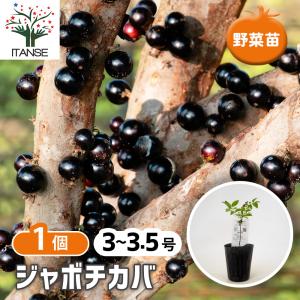 ジャボチカバ苗 （ビッグワン種）接木苗 |沖縄 果物 果実 フルーツ