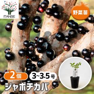 ジャボチカバ苗木 限定販売 : 栽培者直販の熱帯植物専門販売店 - 通販