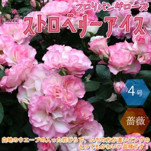 四季咲き花木 花 ガーデニング の商品一覧 通販 Yahoo ショッピング