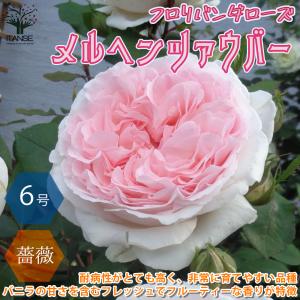 ITANSE 薔薇 メルヘン ツァウバー フロリパンダローズ 花苗 国産接ぎ木苗 6号鉢 バラ大苗 1個売り フラワーギフト rose バラ園 送料無料 イタンセ公式