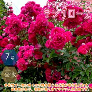 ITANSE 薔薇 つるバラ "キングローズ"クライミングローズ 花苗 7号大苗 1個売り 送料無料 イタンセ公式｜itanse