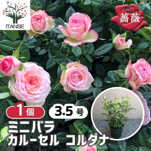 薔薇の苗木 カルーセル コルダナ ミニバラ  花苗  3.5号鉢