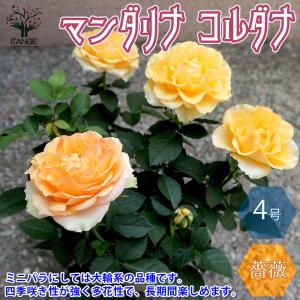 ITANSE 薔薇の苗木 マンダリナ コルダナミニバラ 花苗 4号鉢 1個売り バラ ばら 送料無料 イタンセ公式
