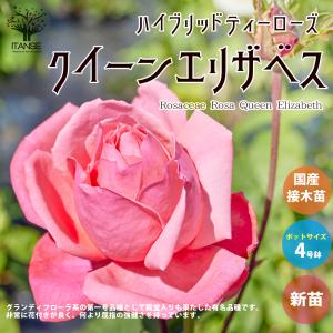 ◇送料無料◇ バラ 苗 イングリッシュローズ 【ア シュロップシャイア