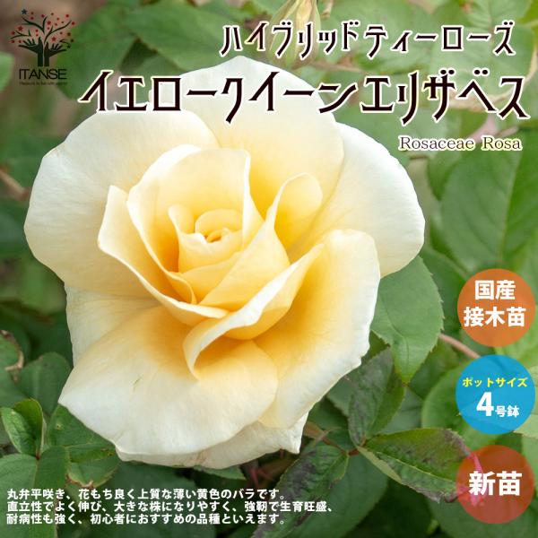 ITANSE 薔薇の苗 イエロークイーンエリザベス (四季咲きハイブリッドティーローズ) 花苗 国産...