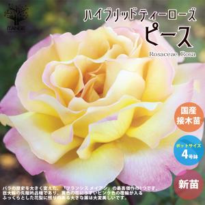 四季咲き大輪 B 選べる品種 2個セット （ 送料無料 ） 2年生接 ぎ木苗
