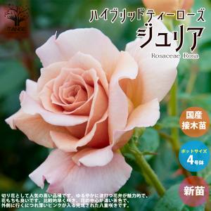 予約販売 バラ 苗 新苗 京阪園芸 フィネス 四季咲き 薔薇 ばら 送料