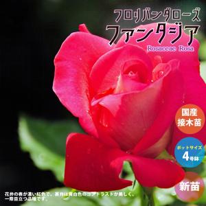 お買い得一点物咲き進み株】加藤農園 クリスマスローズ Little