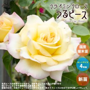 バラ苗 つるリトルアーチスト 大苗 つるバラ 四季咲き 赤色 バラ 苗