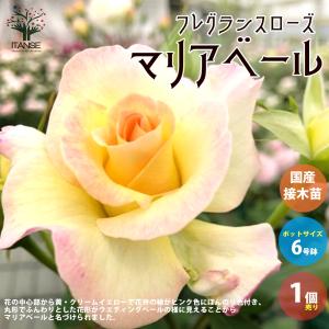 ITANSE フィリカ プベッセンス ハイドラ 花苗 7号鉢 1個売り 花の苗