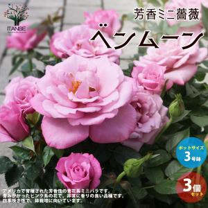 ITANSE 芳香ミニ薔薇 ベンムーン 花苗 3号ポット お買い得3個セット 花苗 花の苗 バラ 花壇 送料無料 イタンセ公式｜野菜苗・植物・青果物販売のITANSE