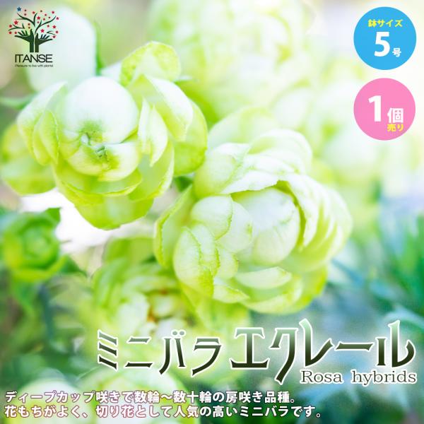 ITANSE ミニ薔薇 エクレール 庭木  5号スクエアポット 1個売り 植木 花木 観賞用 新生活...