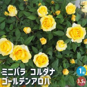 予約販売 バラ 苗 新苗 確実園 セレッソ 四季咲き 薔薇 ばら 送料無料