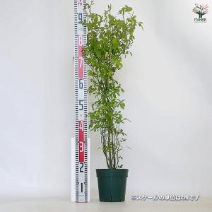 つる薔薇 群舞(ぐんまい) 花木苗 6号/1個...の詳細画像1
