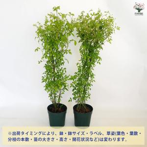 つる薔薇 群舞(ぐんまい) 花木苗 6号/1個...の詳細画像2