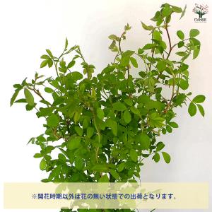 つる薔薇 群舞(ぐんまい) 花木苗 6号/1個...の詳細画像3