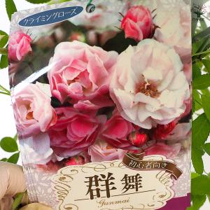 つる薔薇 群舞(ぐんまい) 花木苗 6号/1個...の詳細画像5