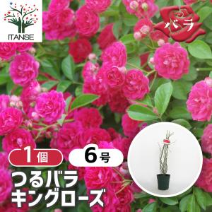 ⭐︎レア⭐︎ クリスマスローズ　チベタヌス苗　2〜3年生　ポットごと発送 クリスマスローズ 花 苗 春 冬 ヘレボルス チベタヌス 鉢植え 2年生