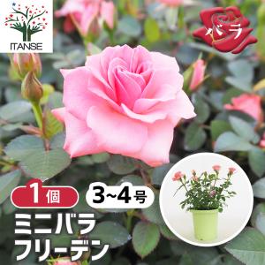 ミニ薔薇 フリーデン 花木苗 3号/1個売り バラ苗 バラの苗 薔薇苗 薔薇の苗 花苗 花の苗 ローズガーデン イングリッシュガーデン rose