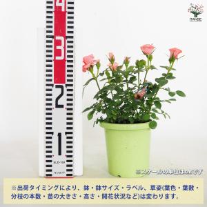 ミニ薔薇 フリーデン 花木苗 3号/1個売り ...の詳細画像1