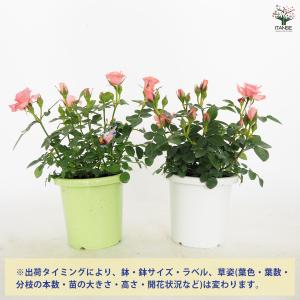 ミニ薔薇 フリーデン 花木苗 3号/1個売り ...の詳細画像2