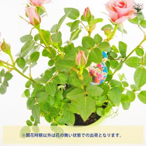 ミニ薔薇 フリーデン 花木苗 3号/1個売り ...の詳細画像3