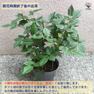ミニ薔薇 フリーデン 花木苗 3号/1個売り ...の詳細画像4