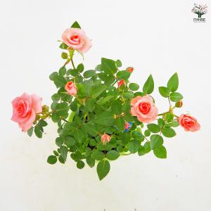 ミニ薔薇 フリーデン 花木苗 3号/1個売り ...の詳細画像5