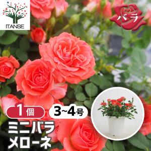 ミニ薔薇 メローネ 花木苗 3号/1個売り バラ...の商品画像