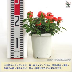 ミニ薔薇 メローネ 花木苗 3号/1個売り バ...の詳細画像1