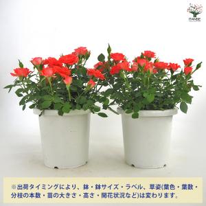 ミニ薔薇 メローネ 花木苗 3号/1個売り バ...の詳細画像2