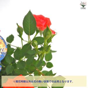ミニ薔薇 メローネ 花木苗 3号/1個売り バ...の詳細画像3