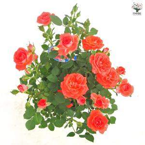 ミニ薔薇 メローネ 花木苗 3号/1個売り バ...の詳細画像5