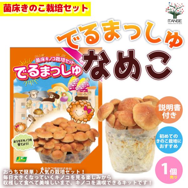 ITANSE 菌床きのこ栽培セット&quot;でるまっしゅ&quot; なめこ  【なめこ菌床ブロック、日向土、説明書、...