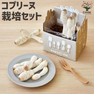 ITANSE おうちで育てるキノコ栽培セット コプリーヌ 栽培キット 1個売り 送料無料 イタンセ公式