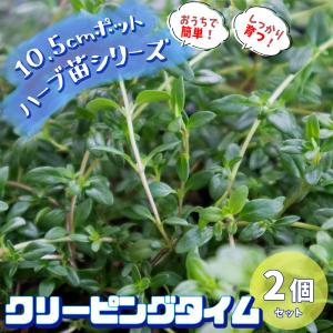 クリーピングタイム 苗の商品一覧 通販 Yahoo ショッピング