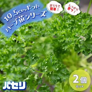 ITANSE ハーブ苗 パセリ 10.5cmポット 2個セット 送料無料 おうちで簡単！育てやすいハーブ苗シリーズ！ イタンセ公式｜itanse