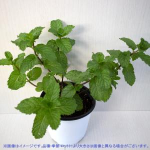 スペアミント 苗の商品一覧 通販 Yahoo ショッピング